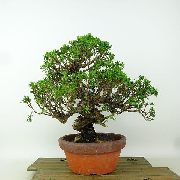 盆栽 真柏 樹高 約23cm しんぱく Juniperus chinensis シンパク “ジン シャリ” ヒノキ科 常緑樹 観賞用 s1198413026