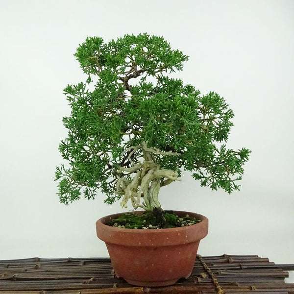 盆栽 真柏 紀州 樹高 約26cm しんぱく Juniperus chinensis シンパク ジン シャリヒノキ科 常緑樹 観賞用 w1198413212