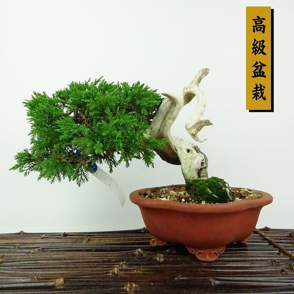 盆栽 真柏 樹高 約13cm しんぱく 高級盆栽 Juniperus chinensis シンパク ジン シャリ ヒノキ科 常緑樹 観賞用 小品 g1198414334