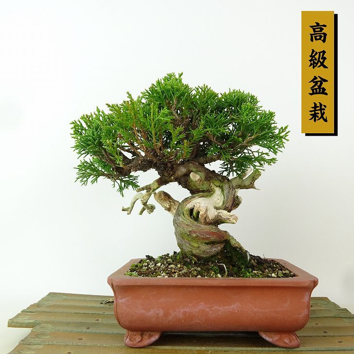 盆栽 真柏 樹高 約16cm しんぱく 高級盆栽 Juniperus chinensis シンパク ジン シャリ ヒノキ科 常緑樹 観賞用 ...