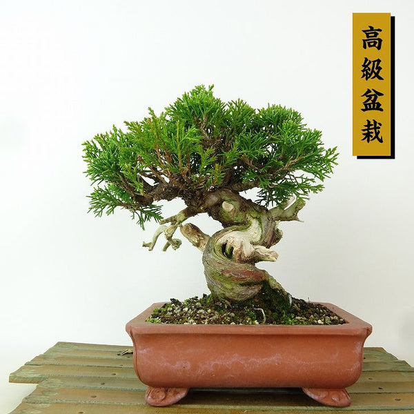 盆栽 真柏 樹高 約16cm しんぱく 高級盆栽 Juniperus chinensis シンパク ジン シャリ ヒノキ科 常緑樹 観賞用 小品 d1198422984