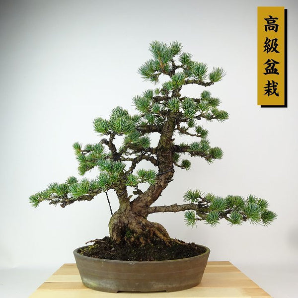 盆栽 松 五葉松 樹高 約40cm ごようまつ 高級盆栽 Pinus parviflora ゴヨウマツ マツ科 常緑針葉樹 観賞用 p1198416281