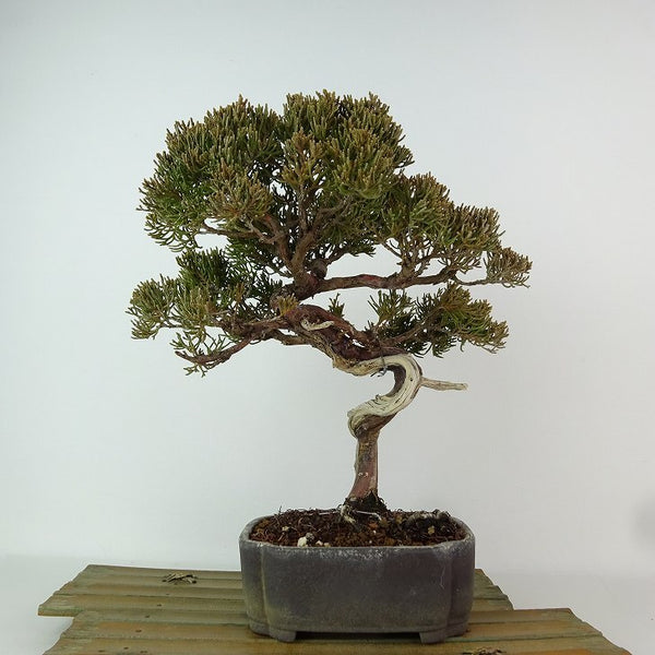 盆栽 真柏 樹高 約24cm しんぱく Juniperus chinensis シンパク “ジン シャリ” ヒノキ科 常緑樹 観賞用 k1198412913