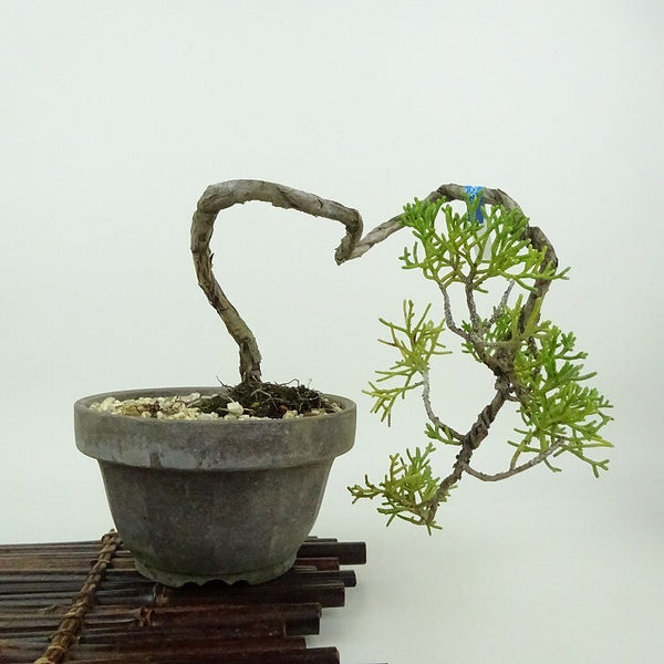 盆栽 真柏 樹高 上下 約14cm しんぱく Juniperus chinensis シンパク ヒノキ科 常緑樹 観賞用 小品 w1198411315