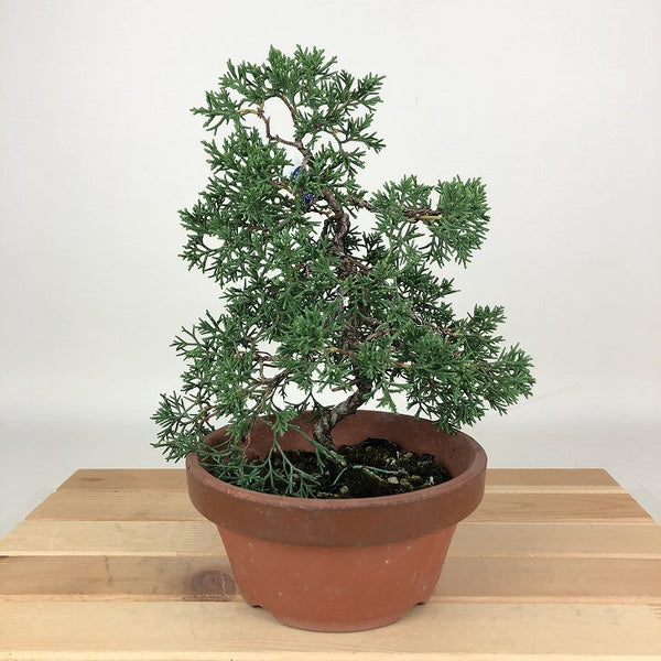 盆栽 真柏 紀州 樹高 約21cm しんぱく Juniperus chinensis シンパク ヒノキ科 常緑樹 観賞用 r1198411600
