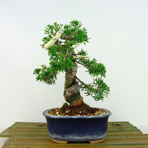 盆栽 真柏 樹高 約19cm しんぱく Juniperus chinensis シンパク ジン シャリ ヒノキ科 常緑樹 観賞用 小品 s1198415263