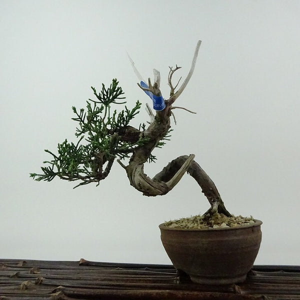 盆栽 真柏 樹高 約15cm しんぱく Juniperus chinensis シンパク ジン シャリ ヒノキ科 常緑樹 観賞用 小品 c1198404188