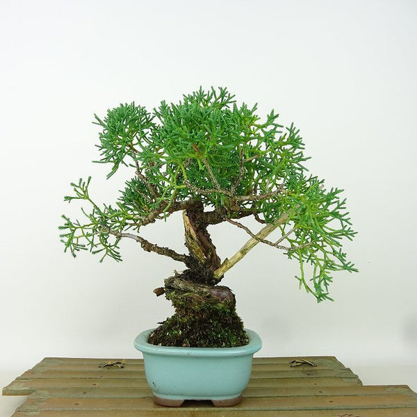 盆栽 真柏 樹高 約17cm しんぱく Juniperus chinensis シンパク “ジン シャリ” ヒノキ科 常緑樹 観賞用 小品 1198401892