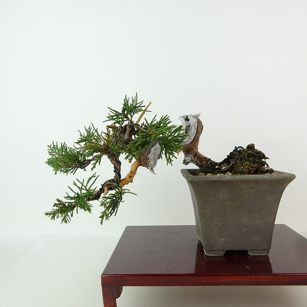 盆栽 真柏 樹高 上下 約9cm しんぱく Juniperus chinensis シンパク ジン シャリ ヒノキ科 常緑樹 観賞用 小品 h1198428561