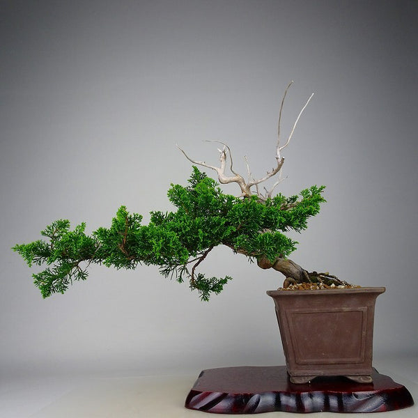 盆栽 真柏 樹高 上下 約30cm しんぱく Juniperus chinensis シンパク “ジン シャリ” ヒノキ科 常緑樹 観賞用 x1198414815