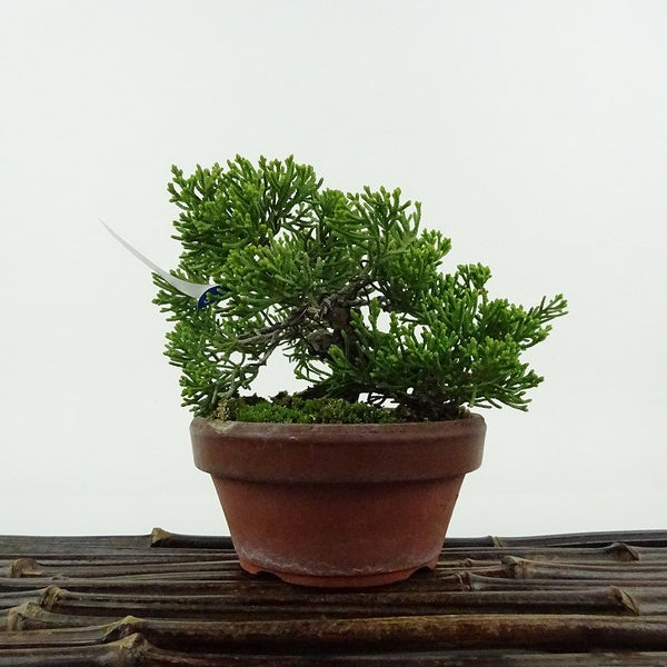 盆栽 真柏 樹高 約8cm しんぱく Juniperus chinensis シンパク ヒノキ科 常緑樹 観賞用 小品 x1198413369