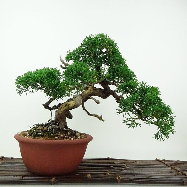 盆栽 真柏 樹高 約21cm しんぱく Juniperus chinensis シンパク ジン シャリ ヒノキ科 常緑樹 観賞用 v1198442856