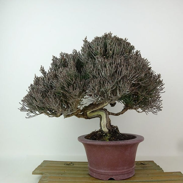 盆栽 真柏 樹高 約22cm しんぱく Juniperus chinensis シンパク シャリ ヒノキ科 常緑樹 観賞用 n1198404245