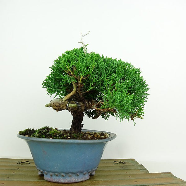 盆栽 真柏 樹高 約16cm しんぱく Juniperus chinensis シンパク “ジン シャリ” ヒノキ科 常緑樹 観賞用 小品 n1198412162