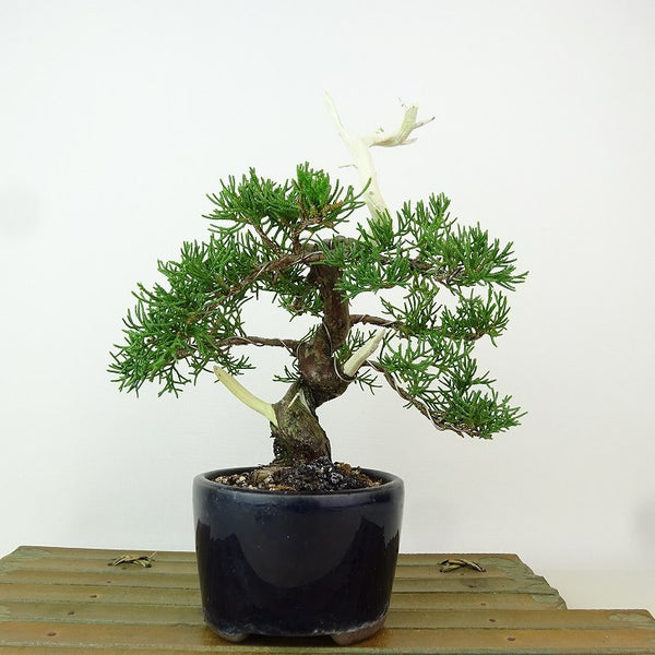 盆栽 真柏 樹高 約20cm しんぱく Juniperus chinensis シンパク “ジン シャリ” ヒノキ科 常緑樹 観賞用 小品 j1198413335