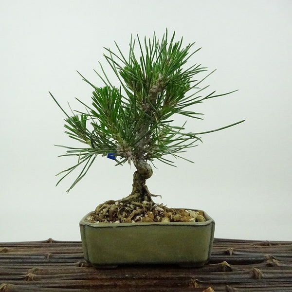 盆栽 松 黒松 樹高 約14cm くろまつ Pinus thunbergii クロマツ マツ科 常緑針葉樹 観賞用 小品 x1198408194