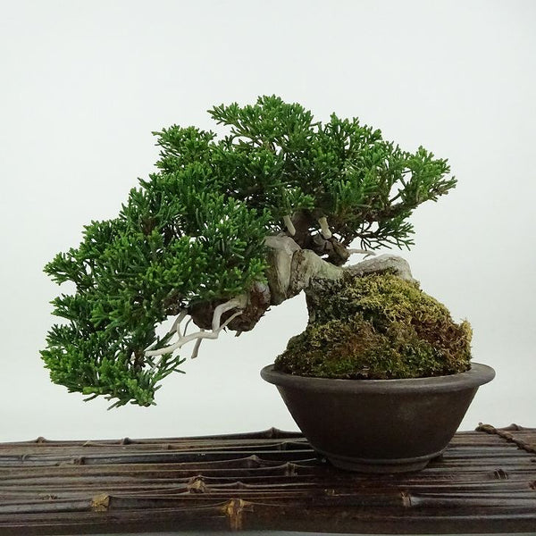 盆栽 真柏 樹高 約14cm しんぱく Juniperus chinensis シンパク ジン シャリ ヒノキ科 常緑樹 観賞用 小品 m1198410158