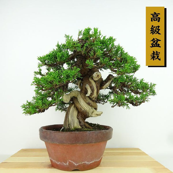 盆栽 真柏 樹高 約23cm しんぱく 高級盆栽 Juniperus chinensis シンパク “ジン シャリ” ヒノキ科 常緑樹 観賞用 j1198417814