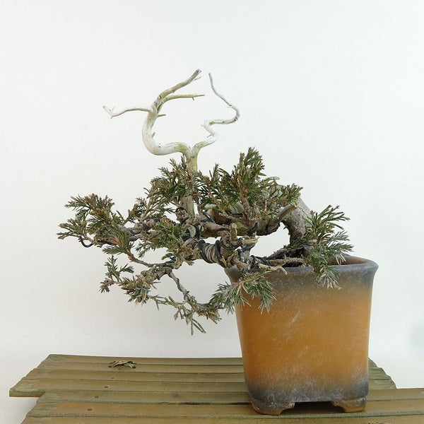 盆栽 真柏 樹高 約16cm しんぱく Juniperus chinensis シンパク ジン シャリ ヒノキ科 常緑樹 観賞用 小品 p1198411746