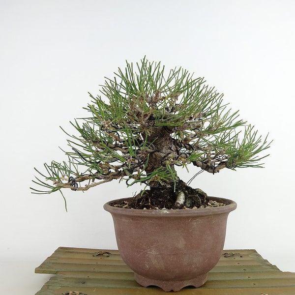 盆栽 松 赤松 樹高 約16cm あかまつ Pinus densiflora アカマツ red pine マツ科 常緑樹 観賞用 小品 s1198414364