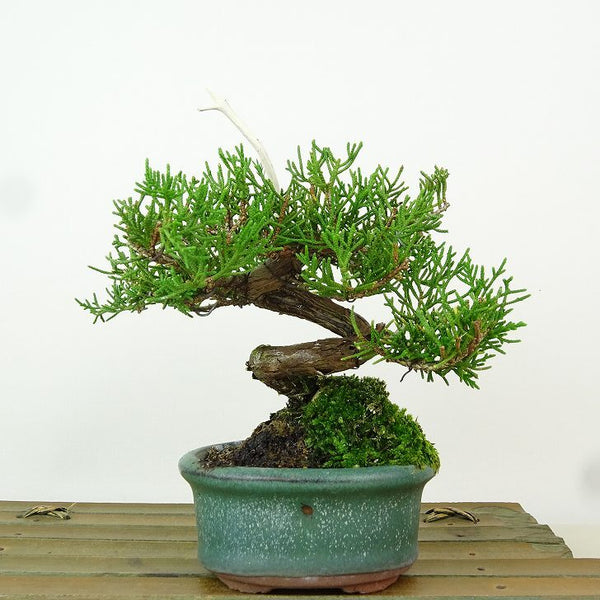 盆栽 真柏 樹高 約13cm しんぱく Juniperus chinensis シンパク “ジン シャリ” ヒノキ科 常緑樹 観賞用 小品 h1198426168