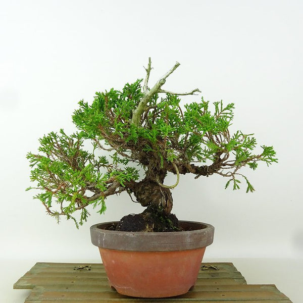 盆栽 真柏 樹高 約19cm しんぱく Juniperus chinensis シンパク “ジン” ヒノキ科 常緑樹 小品 観賞用 d1198425312
