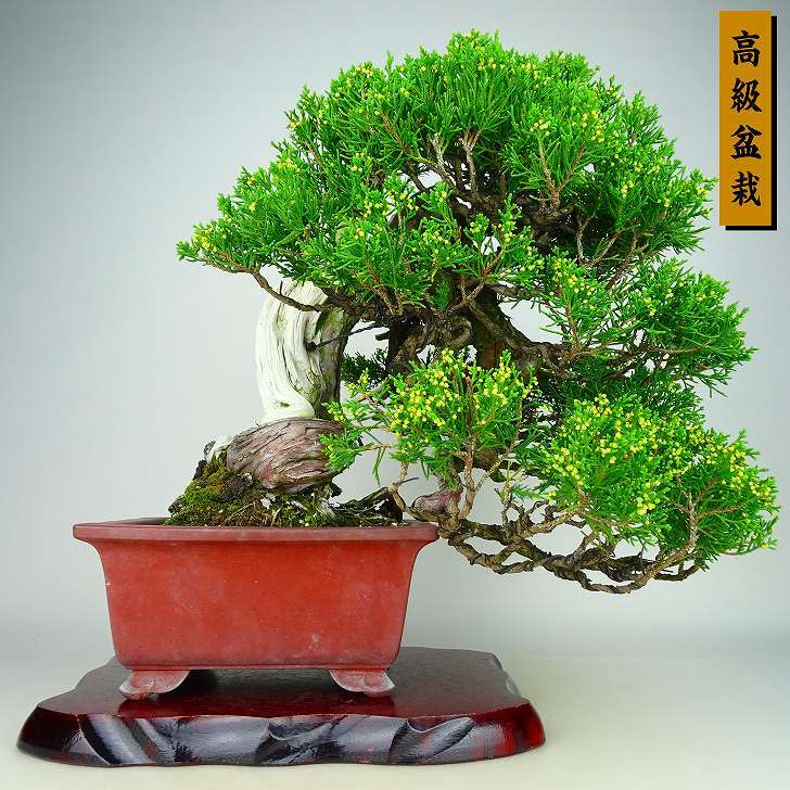 盆栽 真柏 樹高 上下 約32cm しんぱく 高級盆栽 Juniperus chinensis シンパク “ジン シャリ” ヒノキ科 常緑樹 ...