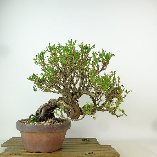 盆栽 真柏 樹高 約20cm しんぱく Juniperus chinensis シンパク “シャリ” ヒノキ科 常緑樹 観賞用 小品 w1198414056