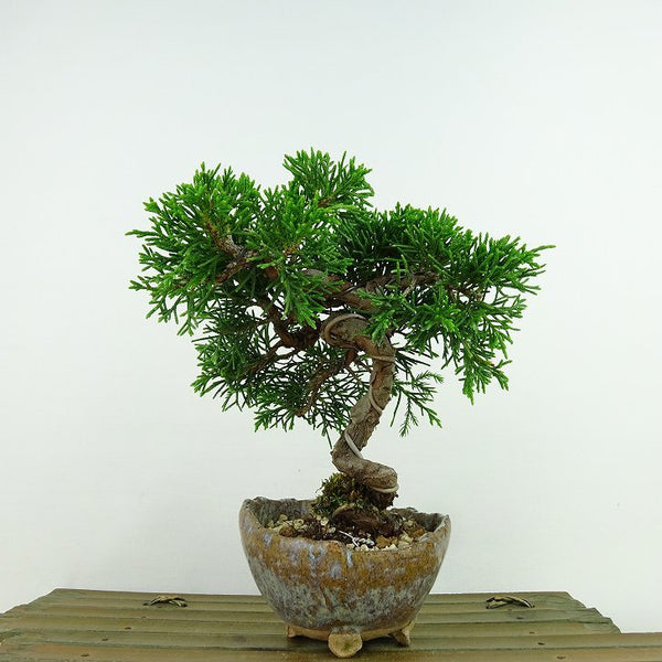 盆栽 真柏 樹高 約13cm しんぱく Juniperus chinensis シンパク ヒノキ科 常緑樹 観賞用 小品 v1198442356