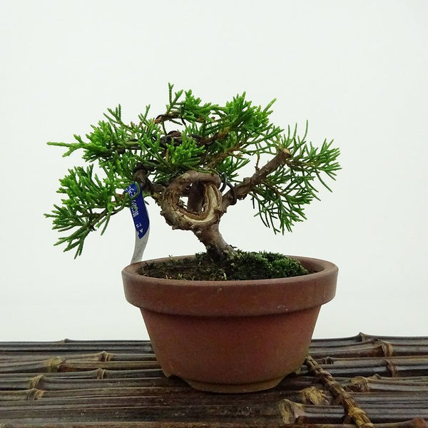 盆栽 真柏 樹高 約8cm しんぱく Juniperus chinensis シンパク ヒノキ科 常緑樹 観賞用 小品 v1198437919