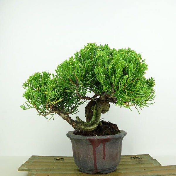 盆栽 真柏 樹高 約17cm しんぱく Juniperus chinensis シンパク “ジン シャリ” ヒノキ科 常緑樹 観賞用 小品 k1198409127