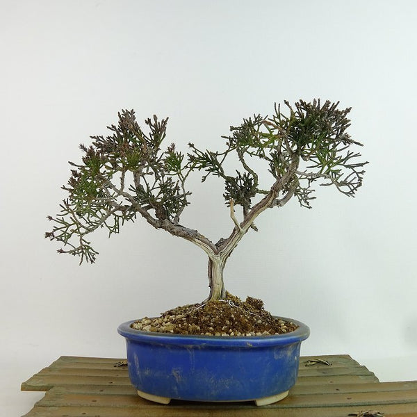 盆栽 真柏 樹高 約17cm しんぱく Juniperus chinensis シンパク ヒノキ科 常緑樹 観賞用 小品 e1198414312