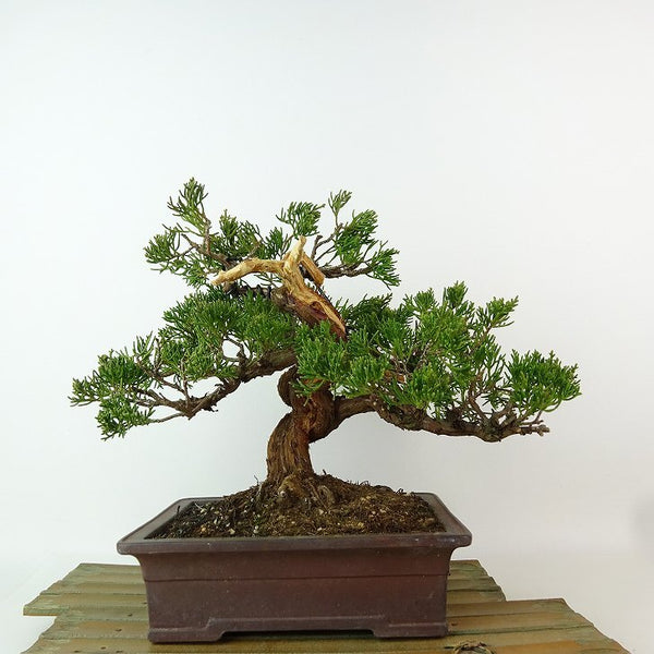 盆栽 真柏 樹高 約19cm しんぱく Juniperus chinensis シンパク ヒノキ科 常緑樹 観賞用 小品 e1198415817