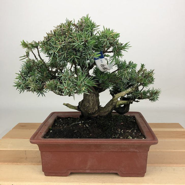 盆栽 杜松 樹高 約17cm としょう Juniperus rigida トショウ ヒノキ科 常緑針葉樹 観賞用 小品 d1198424069
