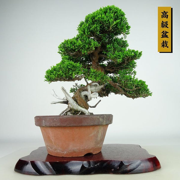 盆栽 真柏 樹高 約25cm しんぱく 高級盆栽 Juniperus chinensis シンパク “ジン シャリ” ヒノキ科 常緑樹 観賞用 o1198425226