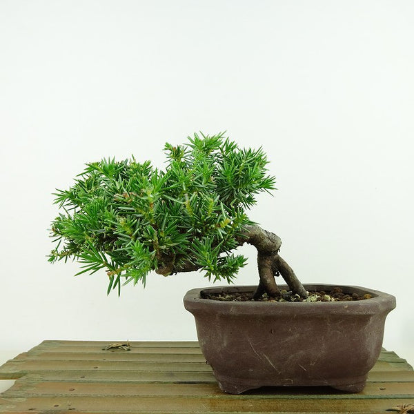盆栽 杜松 樹高 約11cm としょう Juniperus rigida トショウ ヒノキ科 常緑針葉樹 観賞用 小品 d1198419248