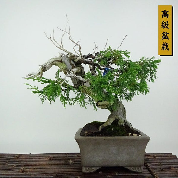 盆栽 真柏 樹高 約25cm しんぱく 高級盆栽 Juniperus chinensis シンパク “ジン シャリ” ヒノキ科 常緑樹 観賞用 b1198419820