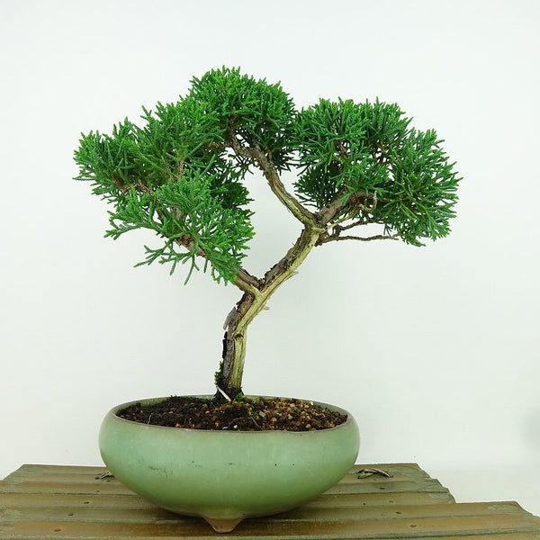 盆栽 真柏 樹高 約21cm しんぱく Juniperus chinensis シンパク ヒノキ科 常緑樹 観賞用 b1198419721