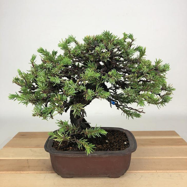 盆栽 杜松 樹高 約17cm としょう Juniperus rigida トショウ ヒノキ科 常緑針葉樹 観賞用 小品 u1198424380