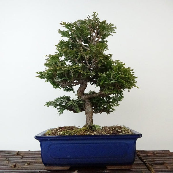 盆栽 桧 津山桧 樹高 約27cm つやまひのき Chamaecyparis obtusa ツヤマヒノキ ヒノキ科 常緑樹 観賞用 r1198404580