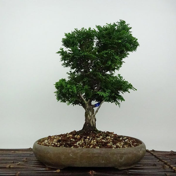 盆栽 桧 津山桧 樹高 約28cm つやまひのき Chamaecyparis obtusa ツヤマヒノキ ヒノキ科 常緑樹 観賞用 w1198405896
