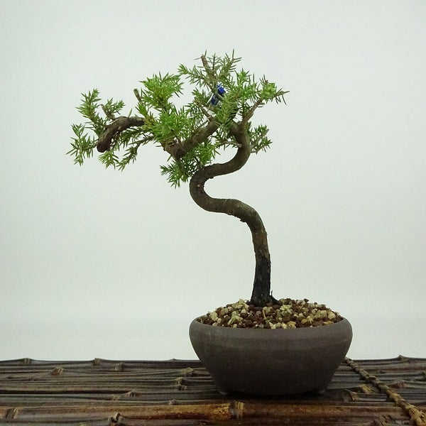 盆栽 松 杜松 樹高 約19cm としょう Juniperus rigida トショウ ヒノキ科 常緑針葉樹 観賞用 小品 p1198416785