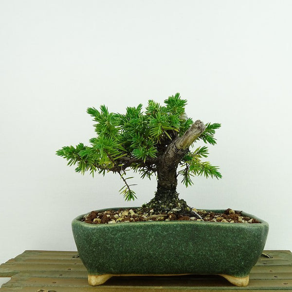 盆栽 松 杜松 樹高 約10cm としょう Juniperus rigida トショウ ヒノキ科 常緑針葉樹 観賞用 小品 p1198411891