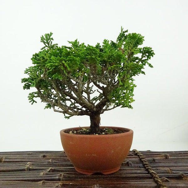 盆栽 桧 津山桧 樹高 約13cm つやまひのき Chamaecyparis obtusa ツヤマヒノキ ヒノキ科 常緑樹 観賞用 小品 r1198410160
