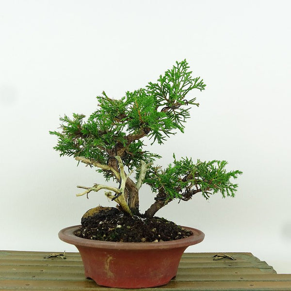盆栽 真柏 樹高 約15cm しんぱく Juniperus chinensis シンパク “ジン シャリ” ヒノキ科 常緑樹 小品 観賞用 h1198424177