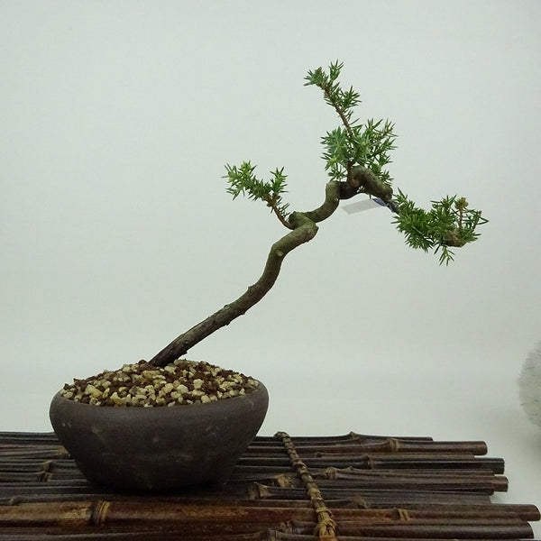 盆栽 松 杜松 樹高 約17cm としょう Juniperus rigida トショウ ヒノキ科 常緑針葉樹 観賞用 小品 f1198404899