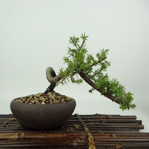 盆栽 松 杜松 樹高 約10cm としょう Juniperus rigida トショウ ヒノキ科 常緑針葉樹 観賞用 小品 p1198415087