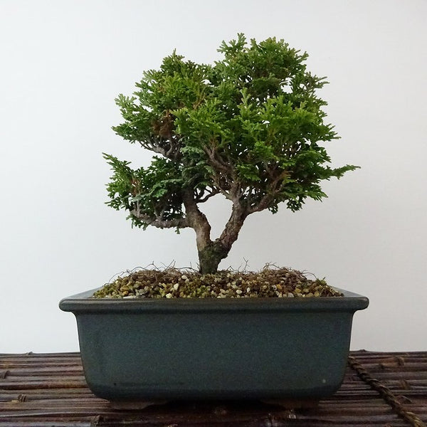 盆栽 桧 津山桧 樹高 約19cm つやまひのき Chamaecyparis obtusa ツヤマヒノキ ヒノキ科 常緑樹 観賞用 小品 u1198425381
