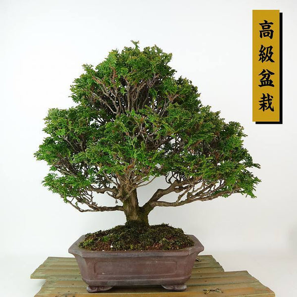盆栽 桧 津山桧 樹高 約27cm つやまひのき 高級盆栽 Chamaecyparis obtusa ツヤマヒノキ ヒノキ科 常緑樹 観賞用 1198408561