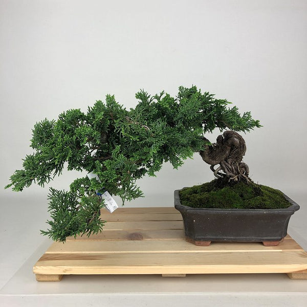 盆栽 桧 津山桧 樹高 約17cm つやまひのき Chamaecyparis obtusa ツヤマヒノキ ヒノキ科 常緑樹 観賞用 小品 u1198425085